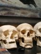 Red Rocket tattoo skulls